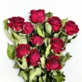 Natural dried red roses bouquet with green leaves for home decor and DIY crafts. - Multi-Head Chocolate Bubble Rose (5 Stems/Bunch)