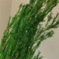Green preserved pine branches foliage bouquet for home decor and floral arrangement. - Dark Green