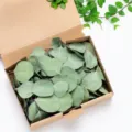Natural dried eucalyptus leaves in kraft box for wedding confetti and party decoration - Style 3 (Box)