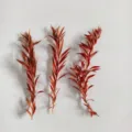 Dried eucalyptus branches red botanical leaves for aromatherapy crafts decor 3pcs - 7-9cm (1 Pc) / Orange