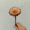 Natural dried flower stem for DIY crafts, floral arrangement and home decor projects. - 1 Brush / Original Color