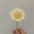 Natural dried flower home decor plant stem DIY craft material floral arrangement piece. - 1 Brush / White