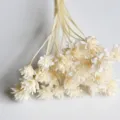 Detail shot of white dried flowers bunch, perfect for home decor and handmade DIY crafts. - Off-White 30 Stems