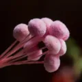 Mini pink craspedia dried flowers billy balls for floral arrangement DIY crafts and home decor. - 10 Brushes / Rouge Pink