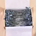 Dried baby's breath flowers blue gypsophila bouquet in box for DIY craft projects. - Blue Black