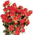 Natural dried rose flower bouquet, vintage red mini roses for home decor and DIY craft. - Multi-Head Orange Rose (30-35 Stems)
