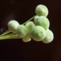 Green billy balls dried flowers for DIY craft home decor floral arrangement fluffy - 10 Brushes / Mint Green