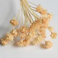 Dried flower close up for home DIY crafts, natural small preserved flower branches. - Champagne 30 Stems