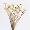 White button dried flowers mini billy balls bouquet for floral arrangement DIY crafts home decor - 10 Brushes / Off-White