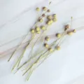 Natural dried flax flower pods, yellow botanical stems for DIY craft floral decoration. - Original Color