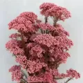 Pink preserved rice flowers for home decor, floral arrangement, and DIY craft projects. - 70-80g / Pink