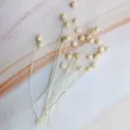 Natural dried flax flowers botanical decor for DIY home decoration crafts flower arrangements - White