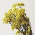 Natural yellow preserved dried rice flowers for home decor DIY floral arrangement bouquets. - 70-80g / Yellow