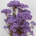 Purple dried rice flowers preserved flower bouquet for home decor DIY floral arrangement crafts. - 70-80g / Purple