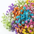 Colorful dried baby's breath flowers bouquet for home decor, wedding and DIY crafts gifts. - Colorful