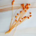 Orange dried flax flower bundle natural plant floral arrangement DIY home decor craft supplies - Rose Red