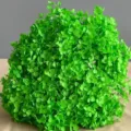 Testa di ortensia conservata verde brillante per decorazioni domestiche e composizioni floreali. - Verde