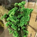 Natural preserved rice flowers for home decor DIY floral arrangements. Vibrant green dry plants. - 70-80g / Green