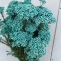 Turquoise preserved millet flowers, perfect for home decor, DIY floral arrangements and crafts. - 70-80g / Blue