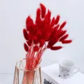 Vibrant red dried bunny tail grass bouquet for home decoration flower arrangement. - One Bundle / Red