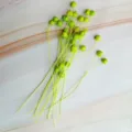 Dried Green Flax Pods Natural Botanical Stem for DIY Floral Arrangement Home Decor 1pc - Fruit Green