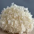 Testa di ortensia stabilizzata bianca essiccata per decorazioni d'interni in stile nordico - Bianco