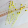 Yellow dried flax flowers botanical decor stems natural floral arrangement DIY craft supplies - Yellow