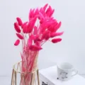Hot pink dried bunny tail grass bouquet for home decor and vase arrangement aesthetic style. - One Bundle / Rose Red
