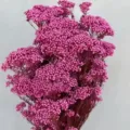 Pink everlasting dried rice flowers for home decor DIY floral arrangement and crafts. - 70-80g / Rose Red