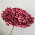 Stelo di Ortensia Stabilizzato Singolo Fiore Secco Borgogna Decorazione Casa - Borgogna