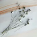 Silver dried flax seed pods natural botanical stems for home decor DIY floral arrangement craft - Silver