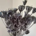 Natural dried star anise flower pods for rustic vintage floral arrangement DIY crafts. - Dark Brown