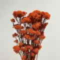 Orange dried millet flowers preserved bunch for home decor floral arrangement DIY - 70-80g / Orange