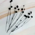 Black dried flax pods natural botanical stems for DIY floral arrangement and decor 1pc - Black