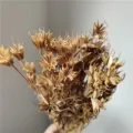 Natural dried star flowers bouquet, vintage rustic floral arrangement material for DIY decor. - Tan