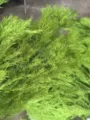 Close-up detail of lush green feathery foliage branches, natural botanical texture. - Fruit Green