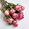Natural dried roses bouquet preserved flower big head rose for DIY crafts and home decor. - Cherish Style