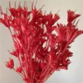 Natural red star anise dried flowers for vintage forest style floral arrangement and DIY crafts. - Red