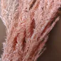 Dried Melaleuca flower detail shot, pink floral arrangement for home decor and DIY crafts. - 55-65cm (Approx 100g) / Pink