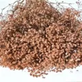 Natural dried baby's breath flowers bunch for DIY craft, home decor and gift wrapping. - Coffee