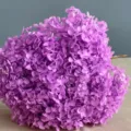 Ortensia preservata stelo singolo fiore secco stile nordico decorazione per la casa - Viola