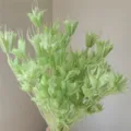 Natural green dried star flower bouquet, vintage floral arrangement DIY material. - Light Green