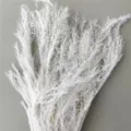 Close-up detail of fluffy white dried flowers branch, perfect natural plant for home floral decor. - 55-65cm (Approx 100g) / White