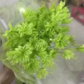 Green star dried flower natural preserved floral material for DIY rustic home decor bouquet - Green