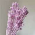 Natural dried star flowers bunch purple rustic floral arrangement DIY craft decor aesthetic - Light Purple