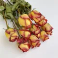 Natural dried roses bouquet with gradient yellow red petals for DIY crafts floral arrangements gifts - Ode to Joy