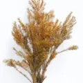 Natural golden melaleuca dried flower bouquet variant, perfect for home decor and floral arrangements. - 55-65cm (Approx 100g) / Earthy Yellow