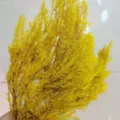 Yellow dried flower bouquet, natural preserved plant branches for home decor and floral arrangements. - 55-65cm (Approx 100g) / Yellow