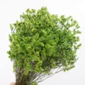 Natural dried green flowers bouquet for home decoration, beautiful preserved floral arrangement. - Long Bouquet 006