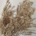 Golden Melaleuca bracteata dried flowers for home decor, natural preserved floral branches. - Gold
